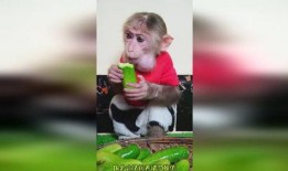 猴吃瓜搞笑视频软件免费,免费畅享欢乐时光！